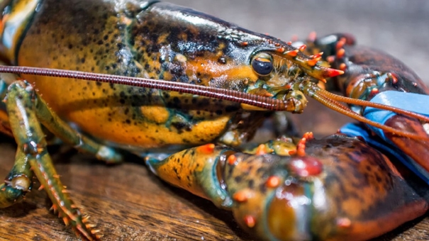 波士頓冷凍進口龍蝦清關專業一般貿易報關