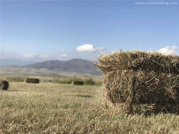 干草飼料進口報關公司18年代理通關經(jīng)驗的公司