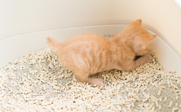 進口貓砂清關代理流程和資料 進口貓砂清關代理流程和資料