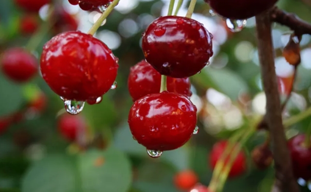 超詳細(xì)，車?yán)遄舆M(jìn)口報關(guān)所需的時間以及注意事項(xiàng)