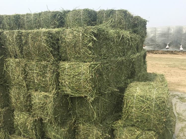 進口苜蓿草清關需提供什么資料