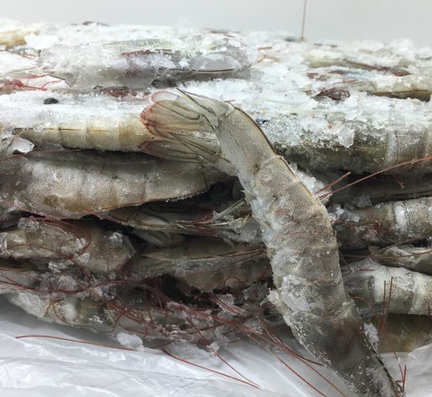 上海冷凍水產品進口清關代理公司