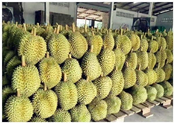 泰國榴蓮進口清關一般貿易流程 泰國榴蓮進口清關一般貿易流程