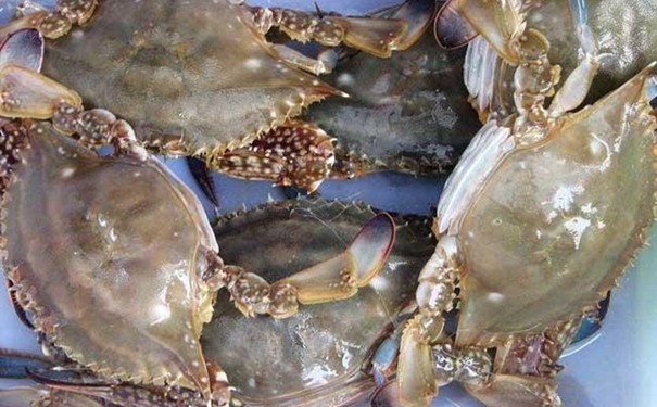 加拿大冷凍梭子蟹進(jìn)口清關(guān)的注意事項(xiàng)