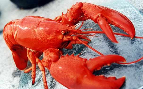 冷凍龍蝦進(jìn)口清關(guān)的商檢查驗內(nèi)容有哪些