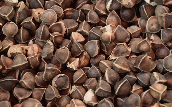 辣木籽進口報關代理公司