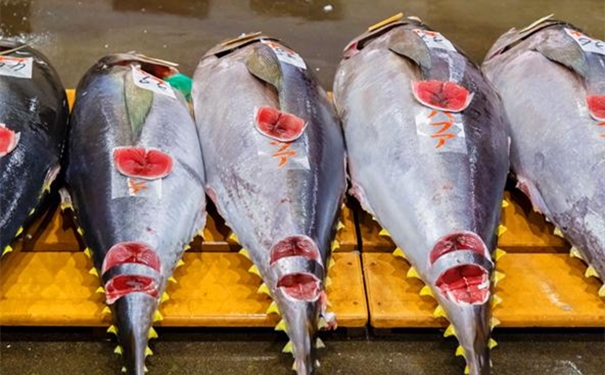 進口冰鮮金槍魚清關所需提供的資料