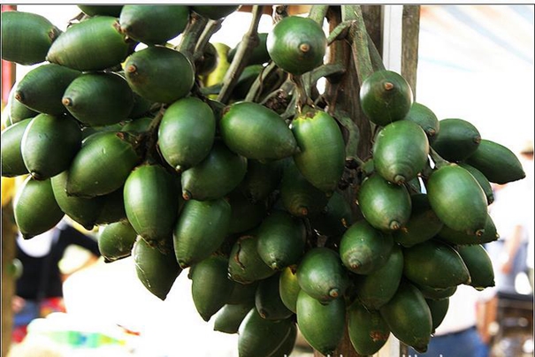 進口檳榔果報關代理的整體操作方案 進口檳榔果報關代理的整體操作方案