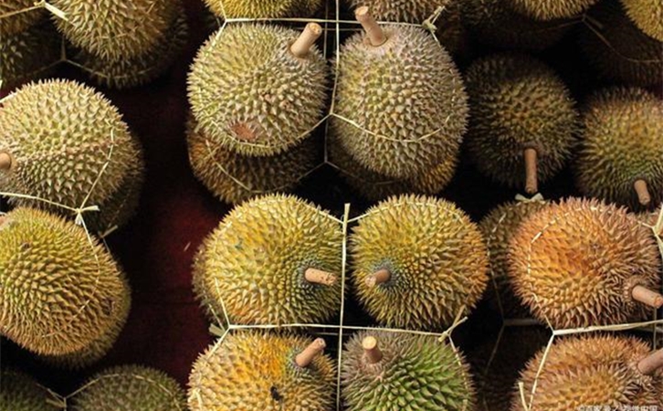 進口泰國榴蓮報關提前準備好這些資料,一點都不難 進口泰國榴蓮報關提前準備好這些資料,一點都不難