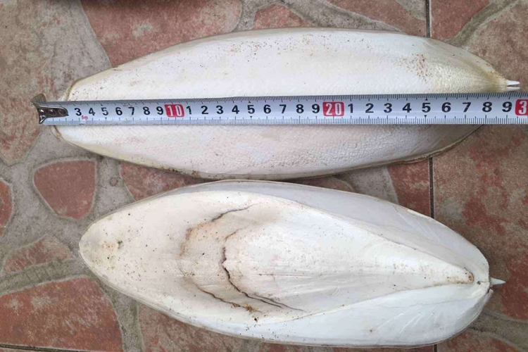 工業(yè)用墨魚骨代理報關進口小知識，快來看一下