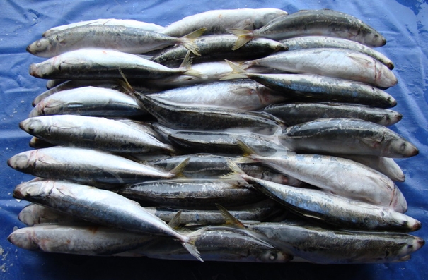 青島進口水產品報關公司