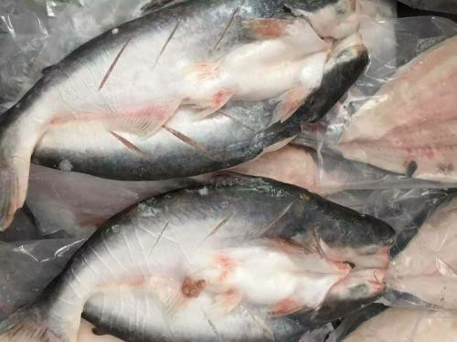 越南巴沙魚進口報關代理流程手續以及費用