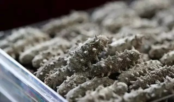 進口干海參報關(guān)必看指南進口干海參資質(zhì) 進口干海參報關(guān)必看指南進口干海參資質(zhì)