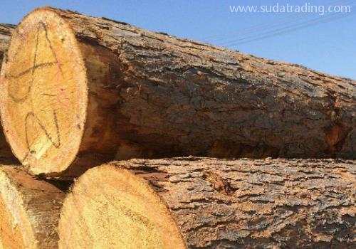 干貨！進口原木清關關稅與清關單證