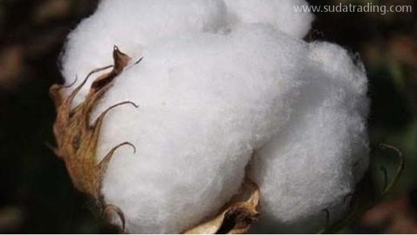 棉花進口需要準備哪些申請資料和報關單證？