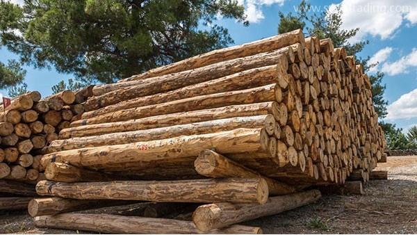 木材進口需要哪些報關流程，你知道么？