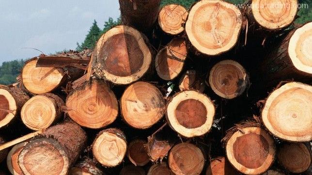 木材進口報關流程