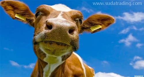 進口牛肉怎樣規范申報？