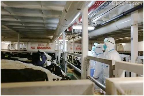 進口種牛通關秘籍