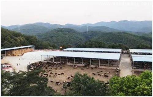 進口種牛通關秘籍