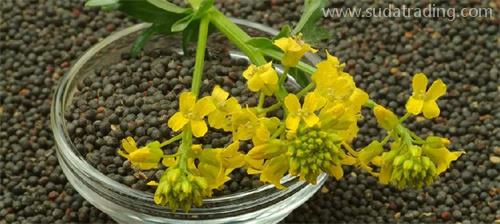 部分動植物產品規范申報要素調整詳解