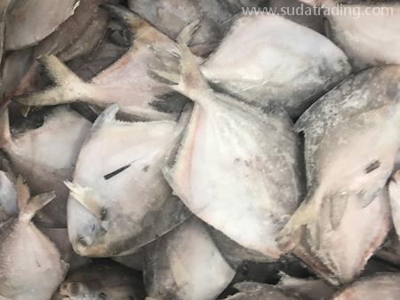 凍鯧魚廣州進(jìn)口報(bào)關(guān)行代理流程