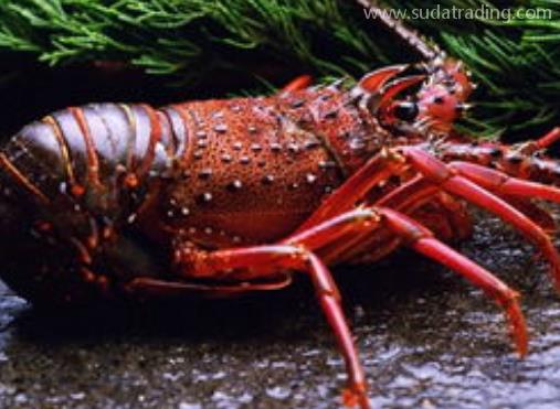 進口澳洲龍蝦報關(guān)手續(xù)及流程