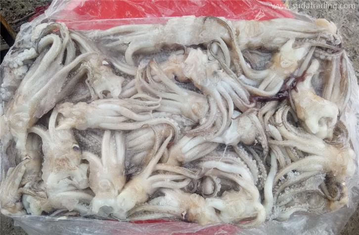 冷凍魷魚進口報關的注意事項以及流程手續