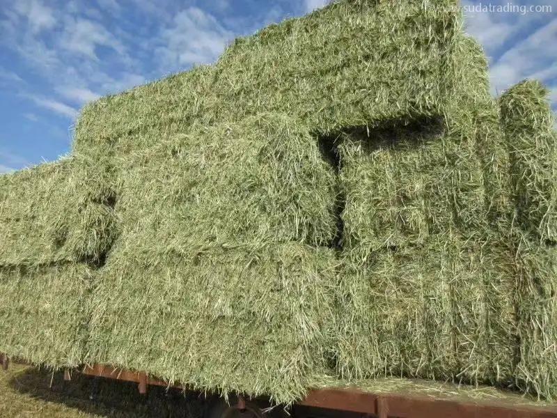 美國苜蓿草報關清關之前要了解這些裝運要求 美國苜蓿草報關清關之前要了解這些裝運要求