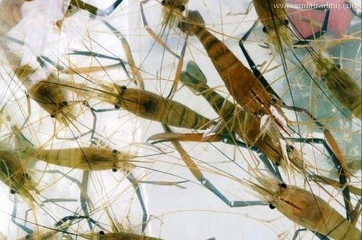 深圳空運(yùn)進(jìn)口印尼海鮮報(bào)關(guān)的費(fèi)用,重點(diǎn)來啦! 深圳空運(yùn)進(jìn)口印尼海鮮報(bào)關(guān)的費(fèi)用,重點(diǎn)來啦!