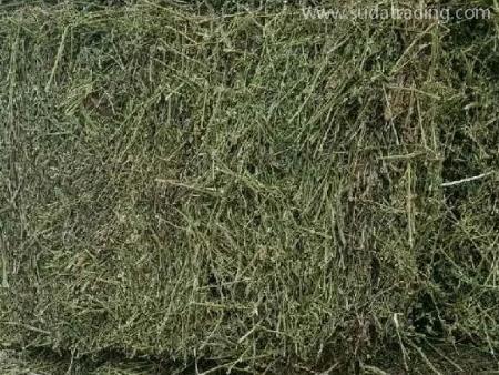 苜蓿草佛山進口通關報檢資料與注意事項