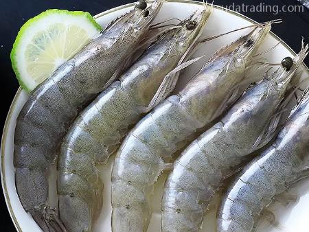 美國(guó)冷凍對(duì)蝦佛山通關(guān)代理一站式報(bào)關(guān)要求