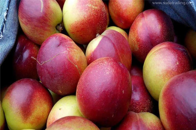 廣州進口澳洲水果報關的流程手續有這4大步