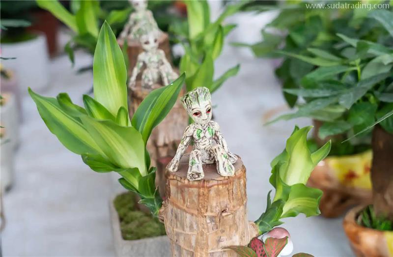 印尼進口巴西木報關的流程以及資料，秒懂!