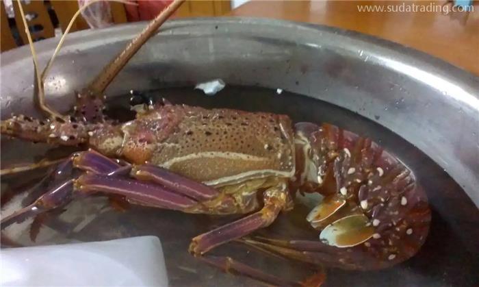 進口冷凍澳洲龍蝦報關國外要提供什么單證資料？