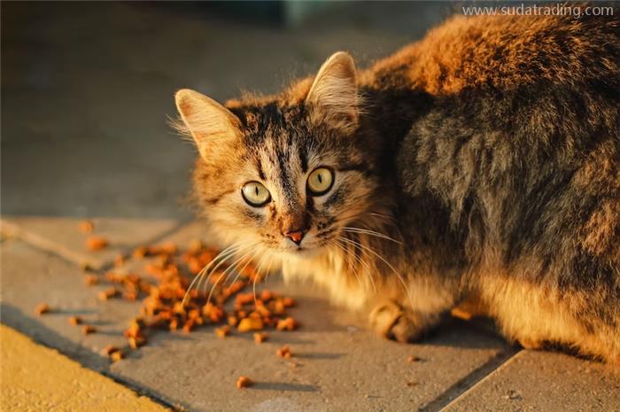 進口貓狗糧辦理報關手續貓狗糧食準入要求