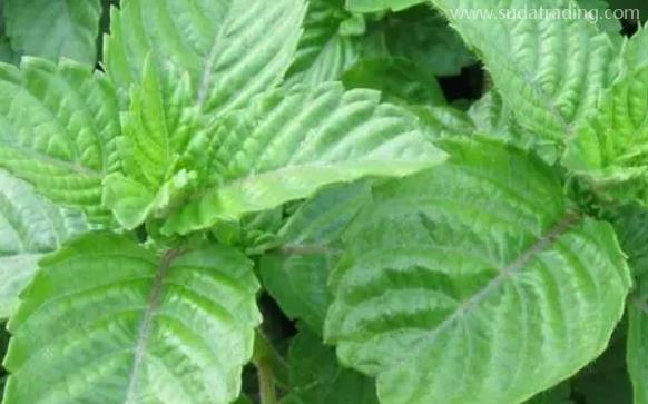 越南涼粉草進口報關單證資料及流程話你知 越南涼粉草進口報關單證資料及流程話你知