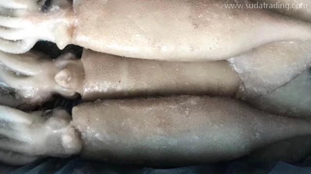 俄羅斯冷凍魷魚進口報關流程分享 俄羅斯冷凍魷魚進口報關流程分享