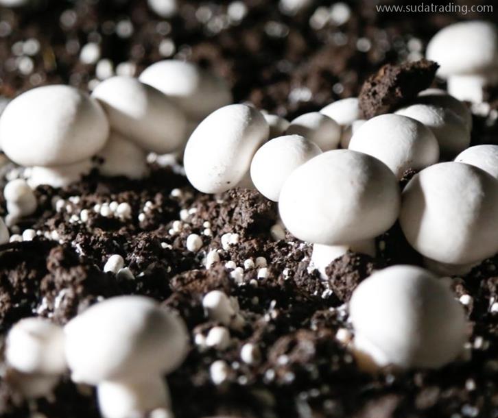 德國菌種進口報關資料這7樣食用菌種快速通關