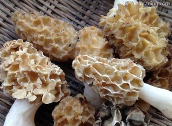 羊肚菌進口報關清關流程