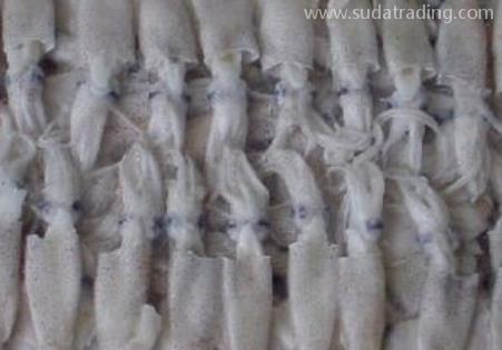 冷凍魷魚進口報關知識 冷凍魷魚進口報關知識