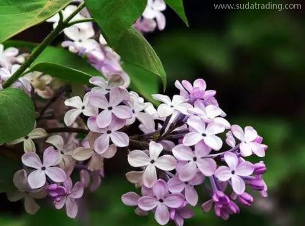 丁香進口報關清關知識 丁香進口報關清關知識