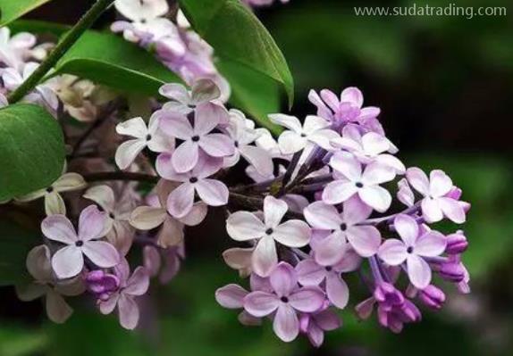 丁香進口報關清關手續流程