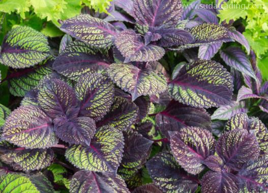 紫蘇葉進口報關清關流程詳解 紫蘇葉進口報關清關流程詳解