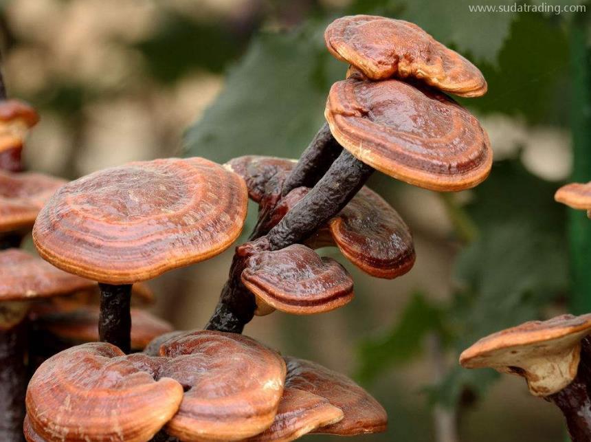 靈芝進口報關清關知識