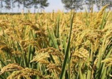 水稻進(jìn)口知識(shí)了解一下 水稻進(jìn)口知識(shí)了解一下