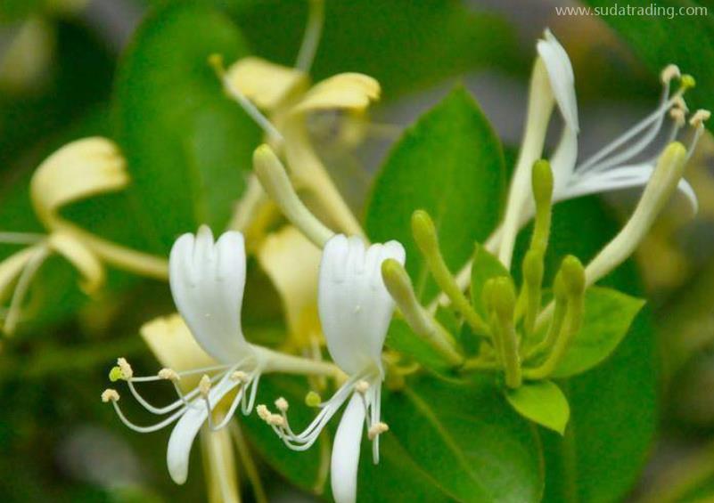 金銀花進口申報要素及稅號