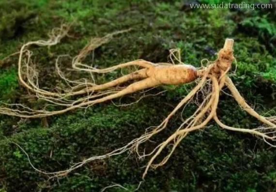 人參進(jìn)口申報(bào)資料了解一下 人參進(jìn)口申報(bào)資料了解一下