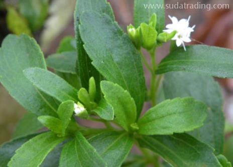 甜葉菊進口規范申報流程步驟