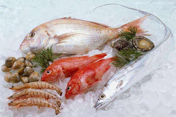 越南冷凍魚進口清關資料海防港海運水產品到深圳